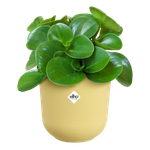 jazz round 16cm cream yellow (1)